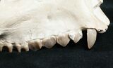 Oreodont (Merycoidodon) Skull - Nebraska #10747-8